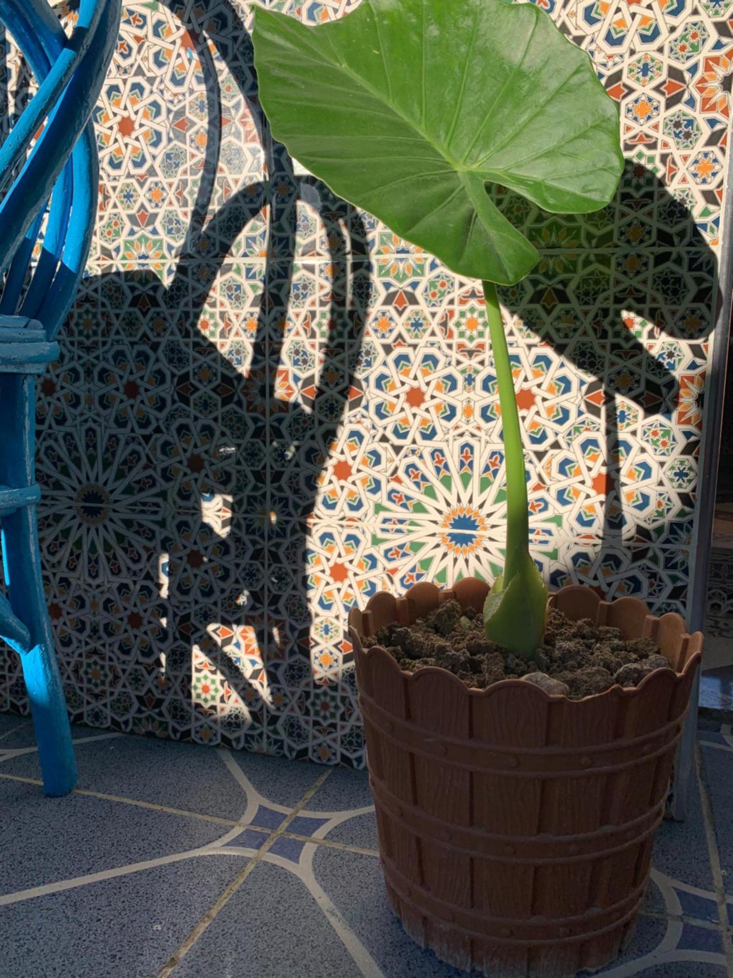 Beach House Asilah Eksteriør bilde